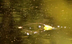 CM Strike Topwater Fishing System 11 CM Strike Topwater Fishing System -Fishing Equipment Store cm strike topwater fishing system 20236.1665237541