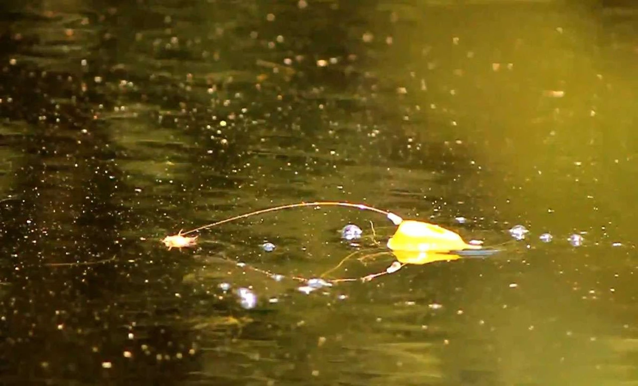 CM Strike Topwater Fishing System 6 CM Strike Topwater Fishing System - Image 4